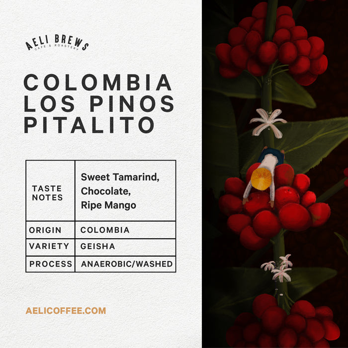 Colombia Los Pinos Pitalito Geisha Coffee Beans